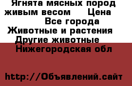 Ягнята мясных пород живым весом.  › Цена ­ 125 - Все города Животные и растения » Другие животные   . Нижегородская обл.